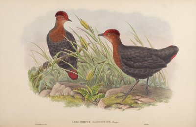 Haematortyx sanguiniceps door John Gould